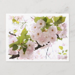Cherry Blossom 'Ichiyo' Postcard