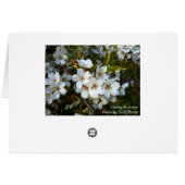 Cherry Blossom II (Back Horizontal)