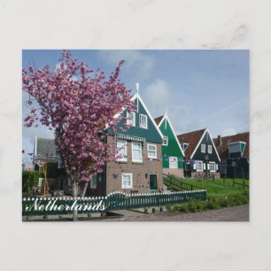 Cherry blossom in Marken, Netherlands Postcard