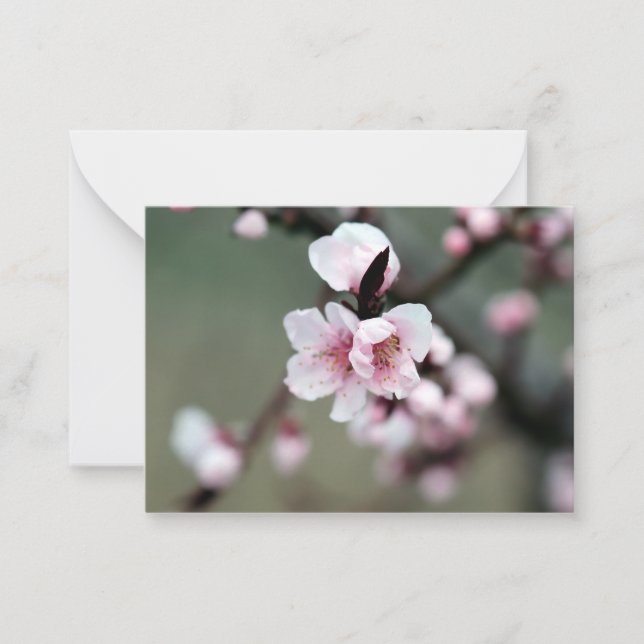 Cherry Blossom in Spring Note Card (Front)