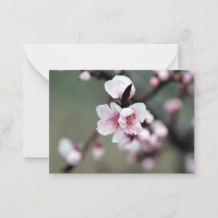 Cherry Blossom in Spring Note Card
