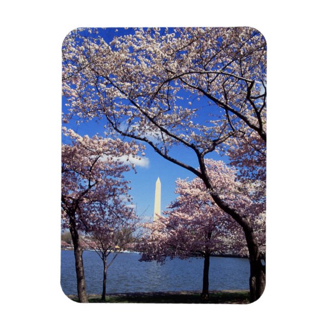 Cherry blossom in Washington DC Magnet (Vertical)