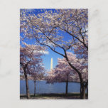 Cherry Blossom In Washington Dc Postcard at Zazzle