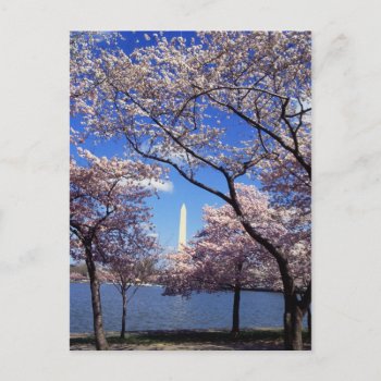 Cherry Blossom In Washington Dc Postcard by Ixodoi_Art at Zazzle