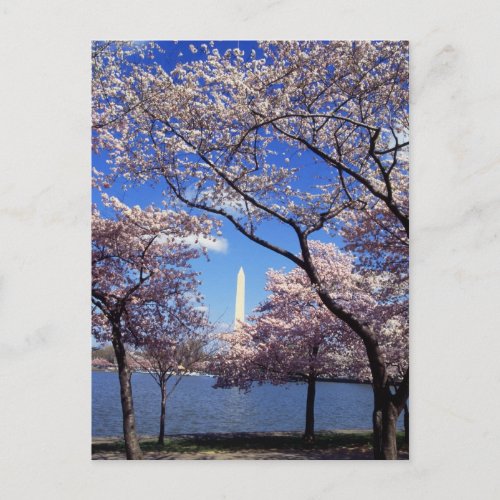 Cherry Blossom in Washington DC Postcard