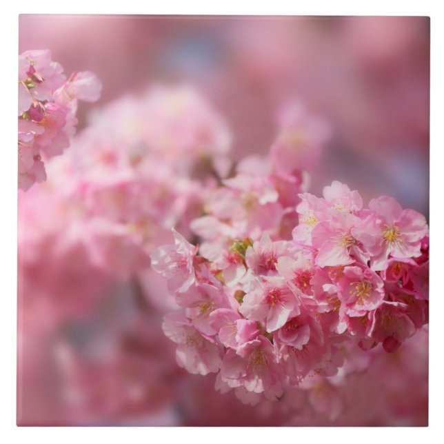 Cherry blossom Japan floral pink pretty unique Cer Ceramic Tile (Front)