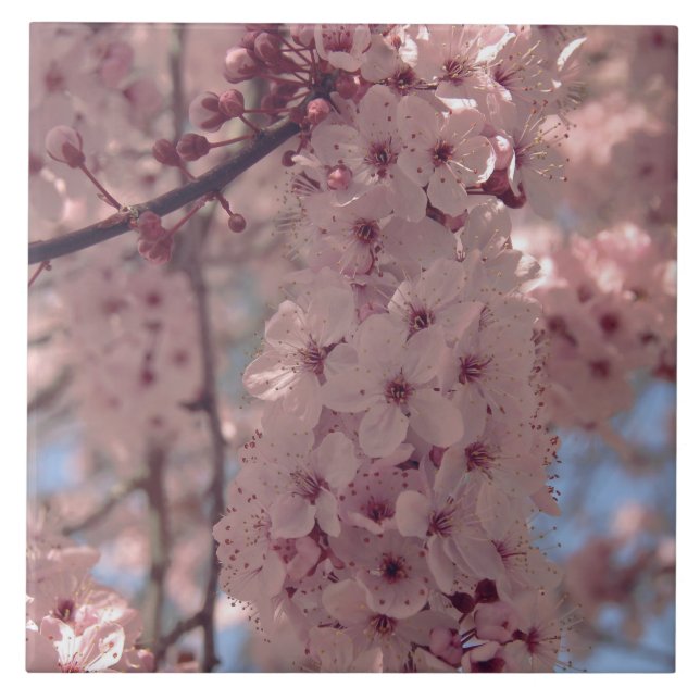 Cherry blossom Japan floral pink pretty unique Ceramic Tile (Front)