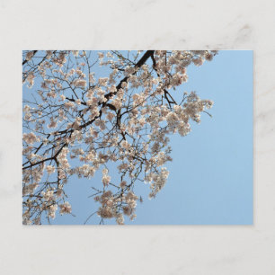 Cherry Blossom: Japan Postcard