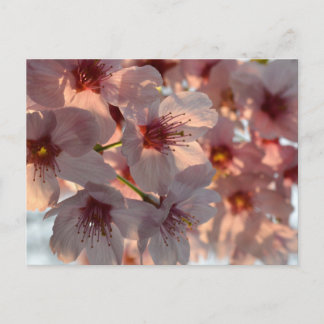 Cherry Blossom: Japan Postcard