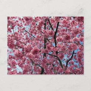 Cherry Blossom: Japan Postcard