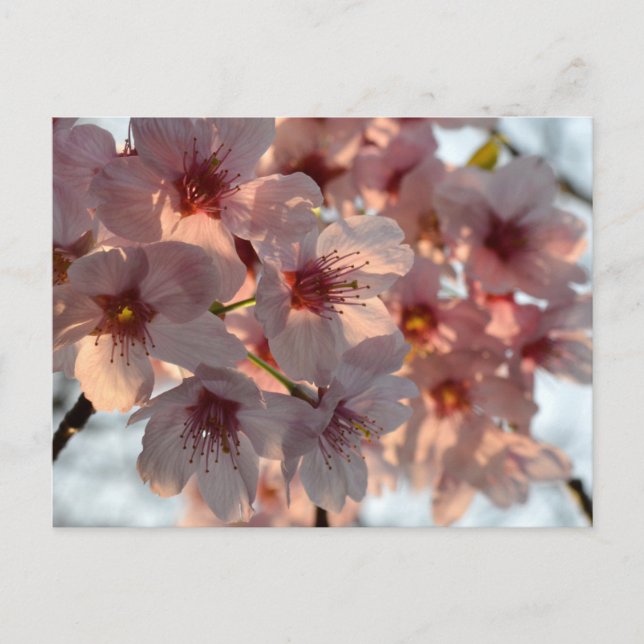 Cherry Blossom: Japan Postcard (Front)