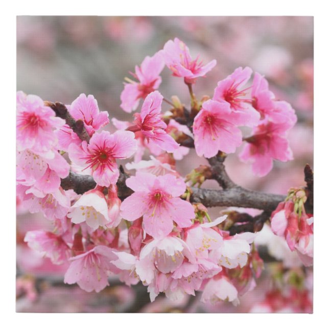 Cherry blossom Japanese floral pink Tree Flowers Faux Canvas Print (Front)