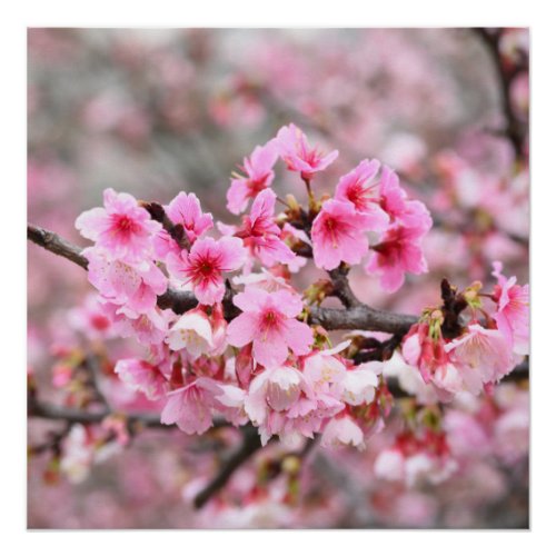 Cherry blossom Japanese floral pink Tree Flowers Poster