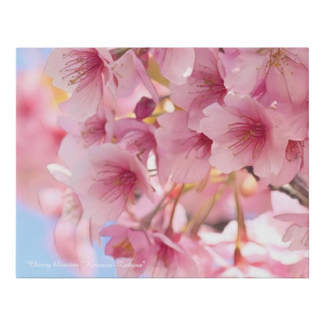 Cherry blossom "Kawazu-Zakura"  Faux Canvas Print (Front)