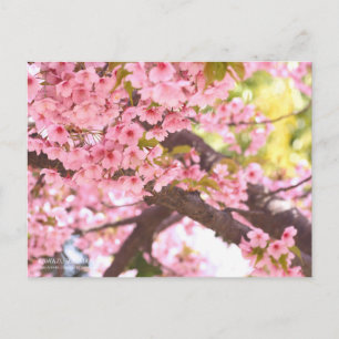 Cherry Blossom "Kawazu-zakura" Postcard