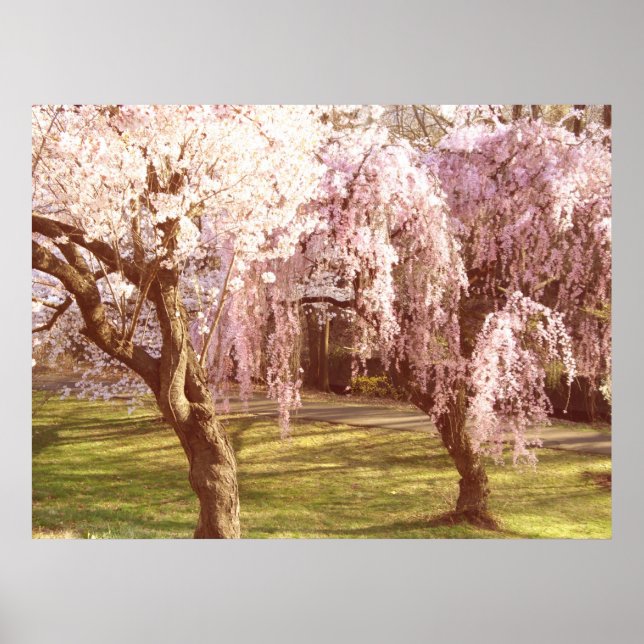 Cherry Blossom Landscape Poster (Front)