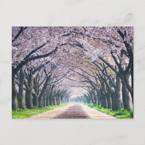 Cherry Blossom Lane Postcard