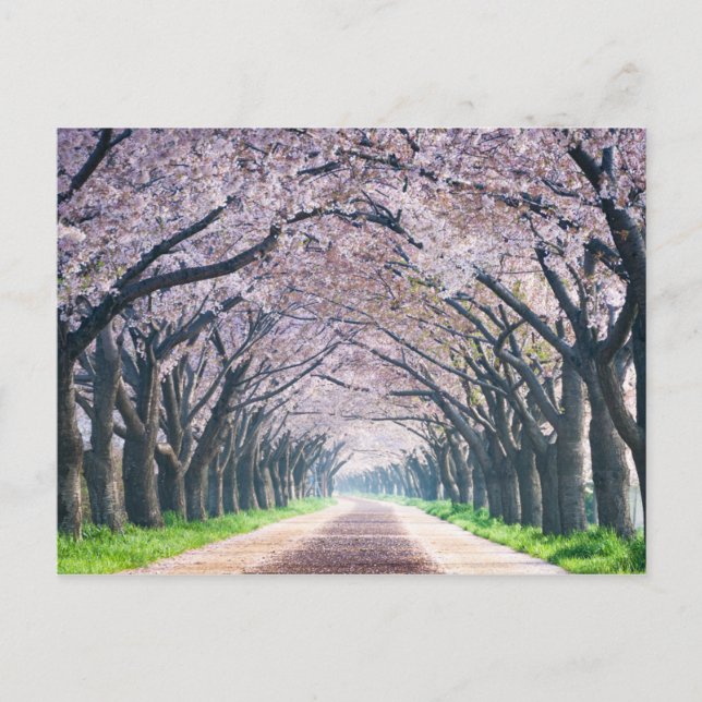 Cherry Blossom Lane Postcard (Front)