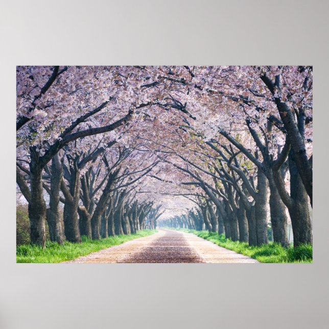 Cherry Blossom Lane Poster (Front)