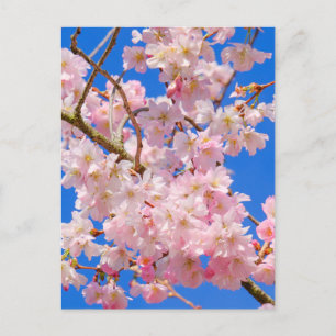 Cherry Blossom London UK Postcard