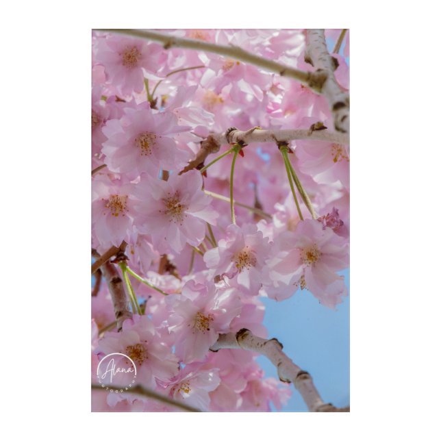 Cherry blossom magic Acrylic Wall Art (Front)