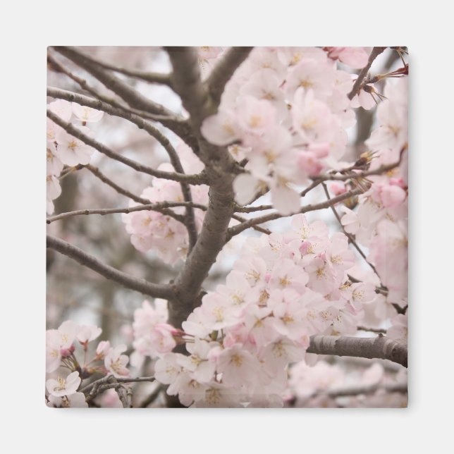 Cherry Blossom Magnet (Front)