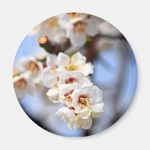Cherry Blossom