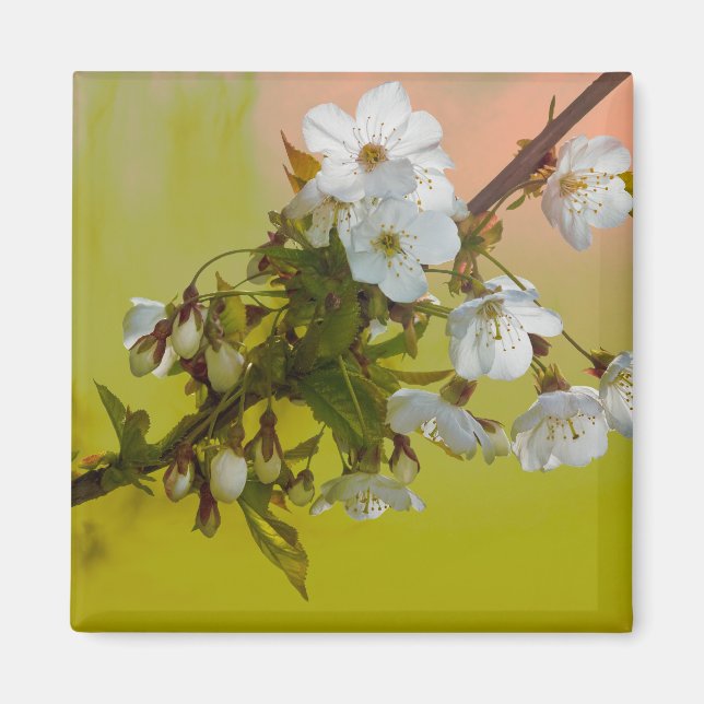 Cherry Blossom Magnet (Front)