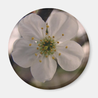 Cherry Blossom Magnet