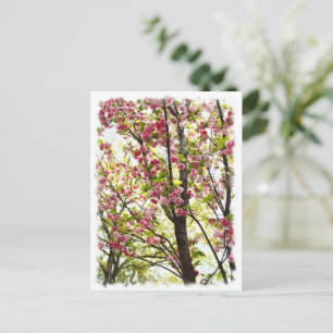 Cherry Blossom 'Matsumae-kotoitozakura' Postcard