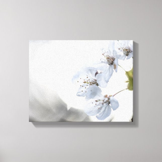 Cherry Blossom Nature Photo Canvas Print (Front)