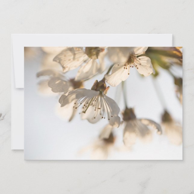 Cherry blossom nature photo card (Front)