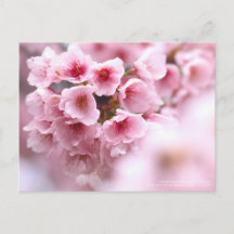 Cherry blossom "Oh-kanzakura"
