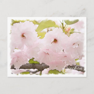 Cherry Blossom "Ojochin" ポストカード Postcard