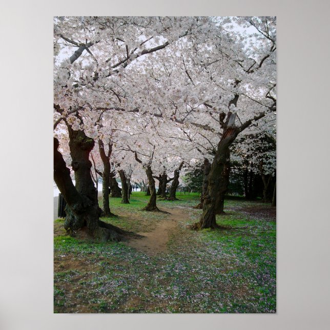 Cherry Blossom Path 12x16 Poster (Front)