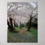 Cherry Blossom Path 12x16 Poster