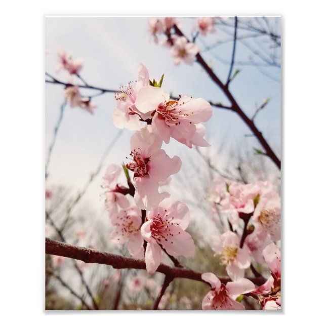 Cherry Blossom Photo Print (Front)