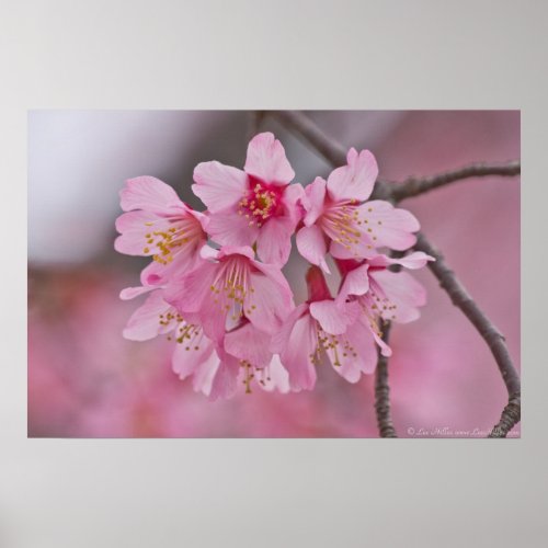 Cherry Blossom Pink Pastel Bouquet Poster