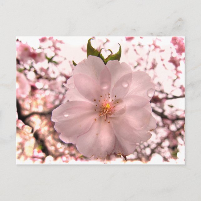 Cherry Blossom Postcard (Front)