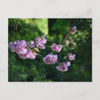 Cherry blossom  postcard