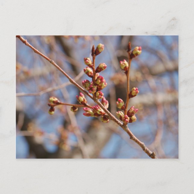 cherry blossom postcard (Front)