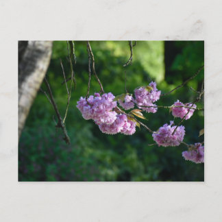 Cherry blossom  postcard