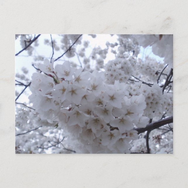 Cherry Blossom Postcard (Front)