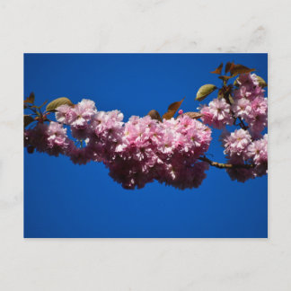 Cherry blossom  postcard