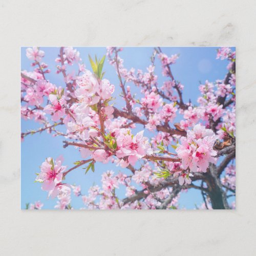 Cherry Blossom Postcard