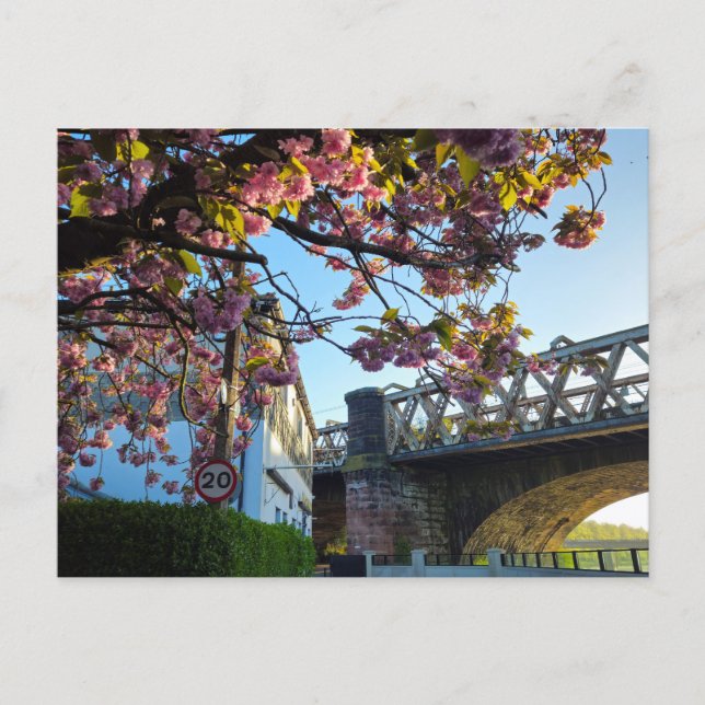 Cherry blossom  postcard (Front)