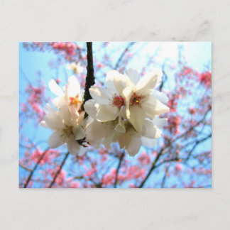 Cherry blossom - Postcard
