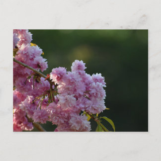 Cherry Blossom  Postcard