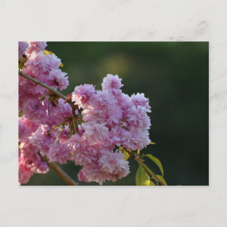 Cherry Blossom  Postcard