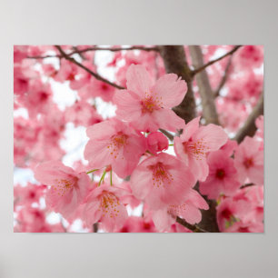 Cherry Blossom  Poster